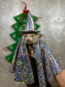 File:Wizard ferret 611098.png