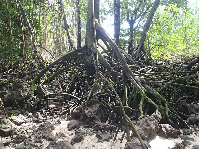 File:Mangrove Forest on Aeska Island.jpg