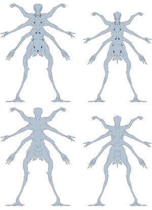 Male (left) and female (right) adult trrarrusian bodies drawn in ventral (above) and dorsal (below) perspectives. Genetic modifications, physical modifications, prosthetics, clothing, and transitory gender have been deliberately not drawn to show anatomy.