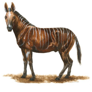 Brown savanna mule horse.png