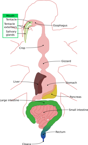 Trrarrusian digestive system.png